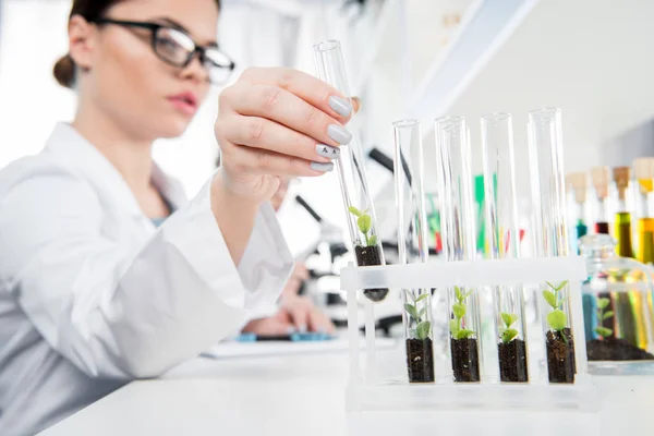 Female scientist with green plant — Stock Photo