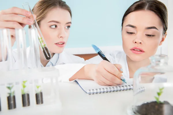 Wissenschaftlerinnen mit grüner Pflanze — Stockfoto