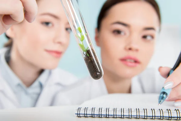 Female scientists with green plant — Stock Photo
