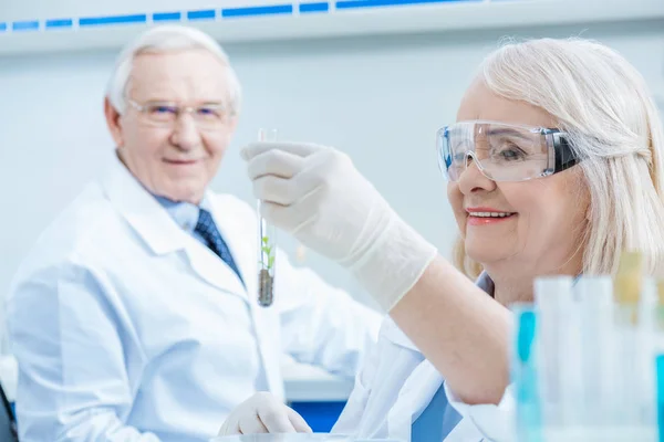 Senior couple of scientists — Stock Photo