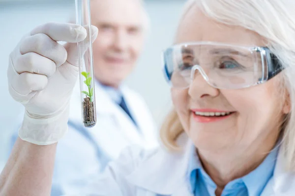 Scientist holding plant in test tube — Stock Photo