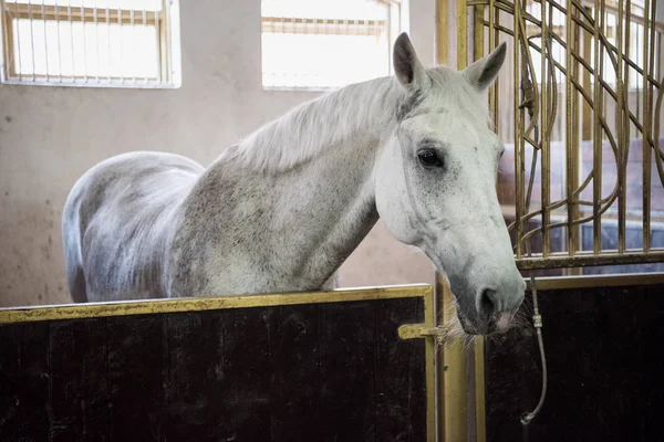 Beautiful purebred horse — Stock Photo