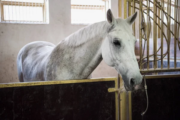 Hermoso caballo de pura raza - foto de stock