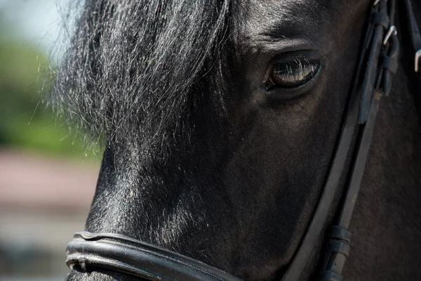 Hermoso caballo de pura raza - foto de stock