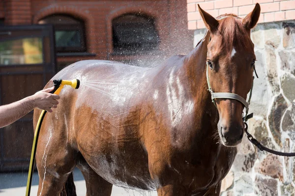 Personne lavant le cheval — Photo de stock