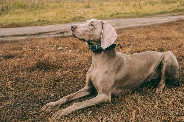 Hunting dog lying on grass on road — Stock Photo