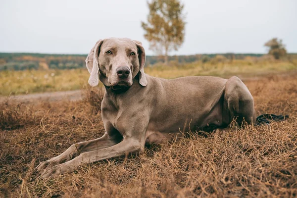 Hunting dog — Stock Photo