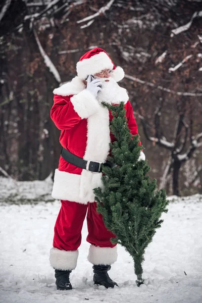 Babbo Natale in piedi con abete — Foto Stock