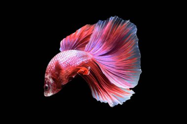 Renkli daha iyi balık