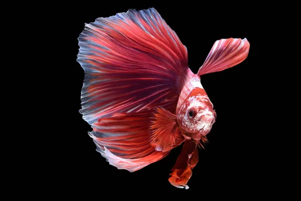 Peixe Betta colorido — Fotografia de Stock