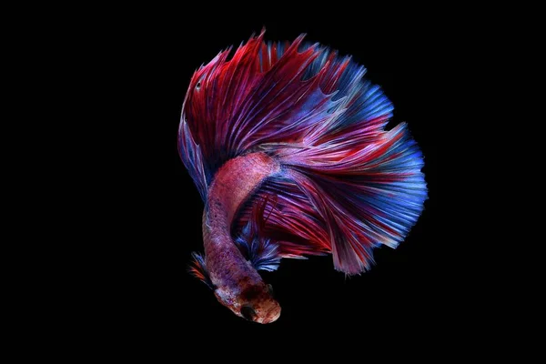 Peixe Betta colorido — Fotografia de Stock