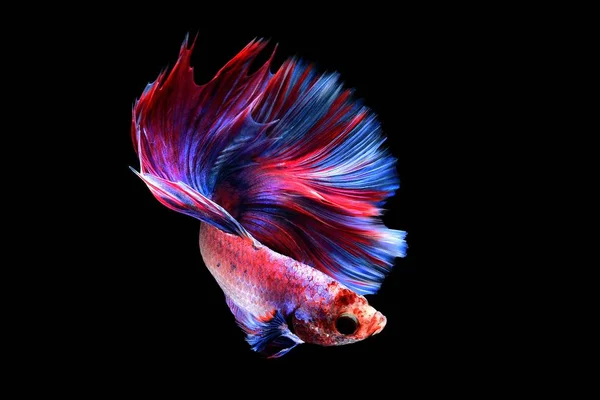 Colorido pez Betta — Foto de Stock