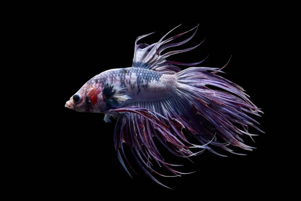 다채로운 Betta 물고기 스톡 이미지