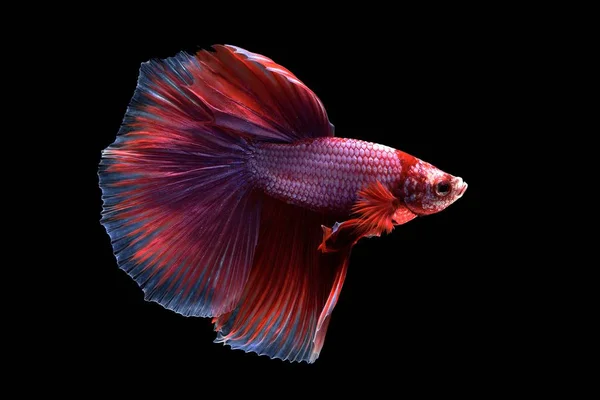 다채로운 Betta 물고기 스톡 사진