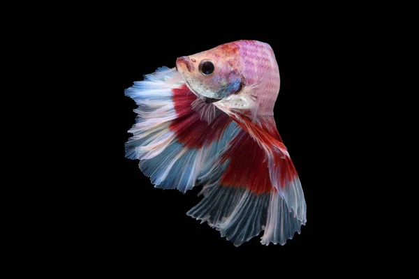 다채로운 Betta 물고기 로열티 프리 스톡 이미지