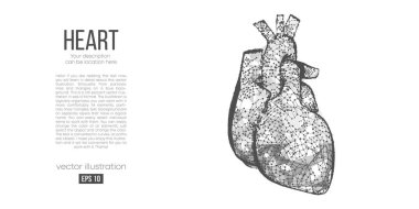 Beyaz arka planda çokgen kalp organının soyut silueti. İnsan kalbinin taraması, araştırması ve teşhisi. Holografik düşük yalan makinesi, kablo grafiği vektörü. İzlediğiniz için teşekkürler. 