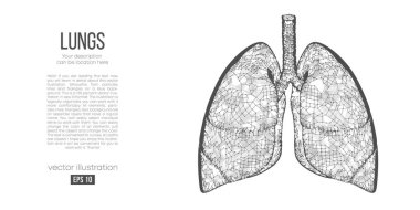 Beyaz arka plandaki çokgen akciğer organının soyut silueti. İnsan ciğerlerinin taranması, araştırılması ve teşhisi. Holografik düşük yalan makinesi, kablo grafiği vektörü. İzlediğiniz için teşekkürler. 