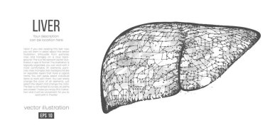 Beyaz arka plandaki çokgen karaciğer organının soyut silueti. İnsan karaciğerinin taraması, araştırması ve teşhisi. Holografik düşük yalan makinesi, kablo grafiği vektörü. İzlediğiniz için teşekkürler. 