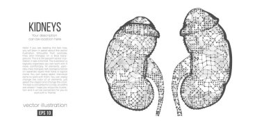 Beyaz arka plandaki çokgen böbrek organının soyut silueti. İnsan böbreğinin taraması, araştırması ve teşhisi. Holografik düşük yalan makinesi, kablo grafiği vektörü. İzlediğiniz için teşekkürler.