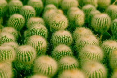 Bahçede küçük kaktüs