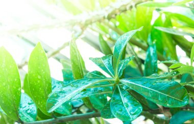 Bahçedeki Adenium yaprak