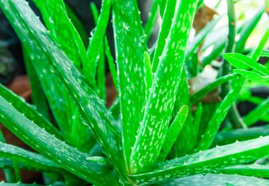 Taze aloe vera