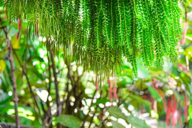 Parazit bitki ağaç bahçe dekorasyon için. 