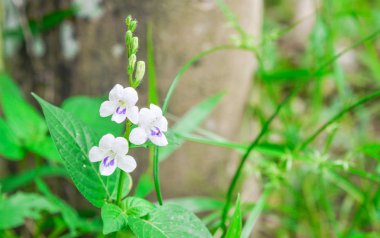 ormanda beyaz maymun çiçek