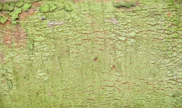 Exture av barken av ek. Tree bark textur med grön mossa — Stockfoto