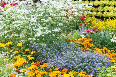Bahçe alanında çiçek açan çiçekler. Çiçek Bahçe duvar kağıdı.