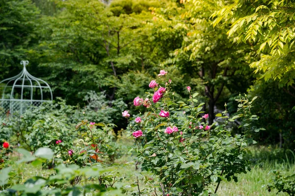 Image sertie de belles roses rouges poussant sur la route dans le parc . — Photo