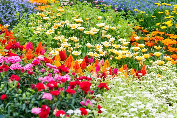 The flowers blooming in garden field. Flowers garden wallpaper. — Stock Photo, Image