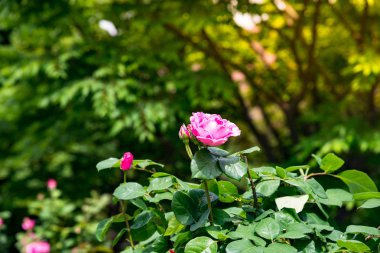 Tned görüntü Park Road büyüyen güzel kırmızı gül.