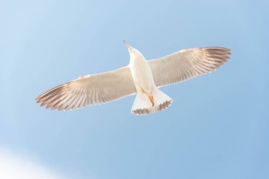 Özgürlük kavramı, Miami mavi gökyüzünde süzülen beyaz martı.