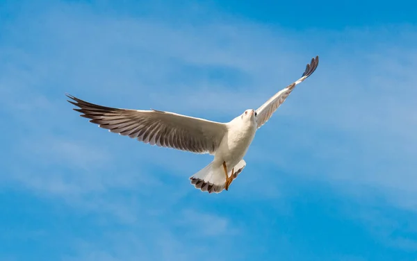 Gaviota Blanca Volando Cielo Azul — Foto de Stock