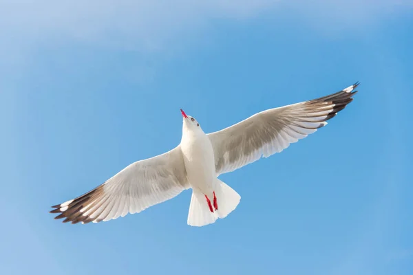 Gaivota Branca Voando Céu Azul — Fotografia de Stock