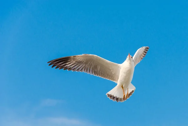 Conceito de liberdade, gaivota branca voando no céu azul em Miami . — Fotografia de Stock