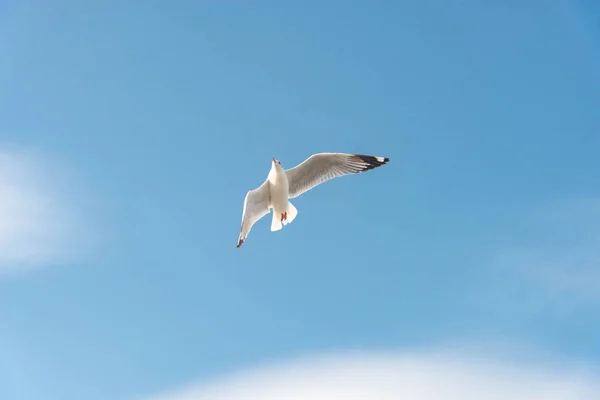 Conceito de liberdade, gaivota branca voando no céu azul em Miami . — Fotografia de Stock