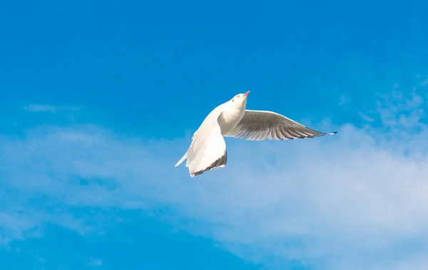 Szabadság fogalmát, a kék égen, a Miami szárnyaló fehér sirály. — Stock Fotó