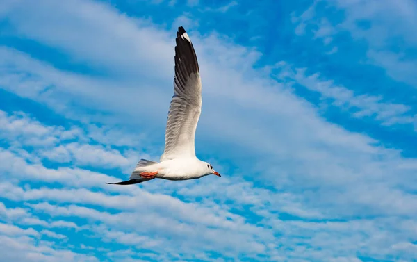 Conceito de liberdade, gaivota branca voando no céu azul em Miami . — Fotografia de Stock