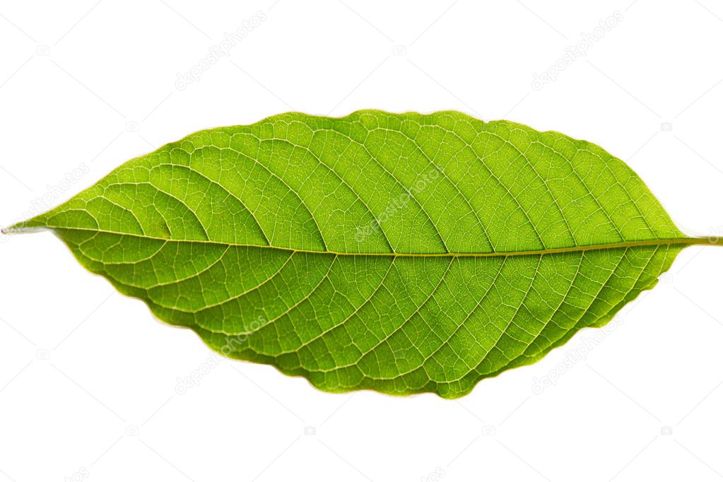 Mitragyna speciosa korth (kratom) a drug from plant to a category 5 in thailand