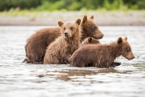 Three little bear cub swimming in the lake