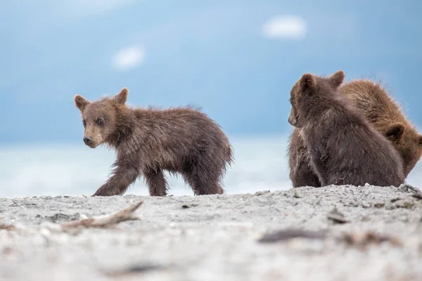 Small cubs playing on the lake