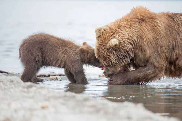 Mama bear and her cubs