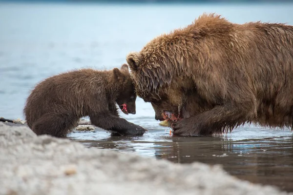 Mama bear and her cubs