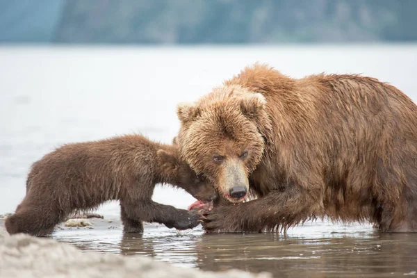 Mama bear and her cubs