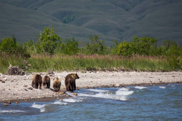 Mama bear and her cubs - great family