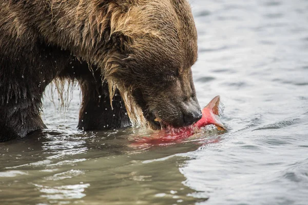 Bear eating fish salmon