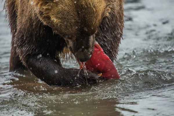 Bear eating fish salmon