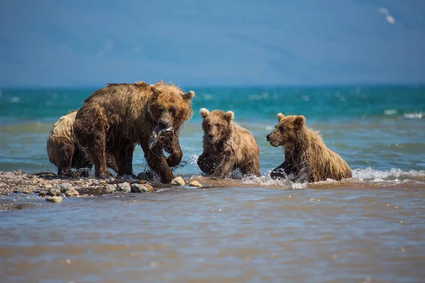 The family of bears, mother caught a fish